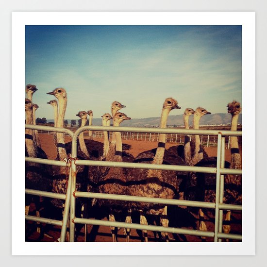 Ostrich Farm Art Print
