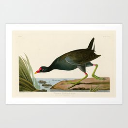 Common Gallinule - John James Audubon Birds of America Art Print