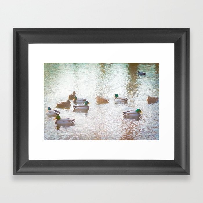 Duck Pond Framed Art Print