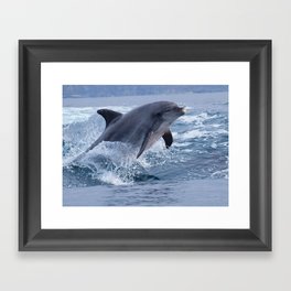 Bottlenose dolphin Framed Art Print
