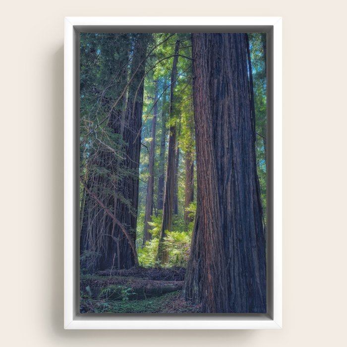Framed Canvas
