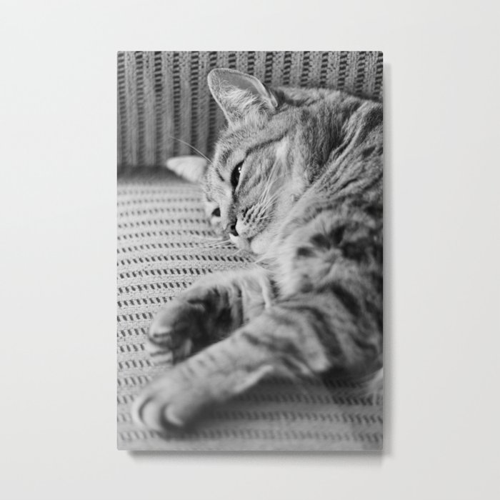 Cat Metal Print