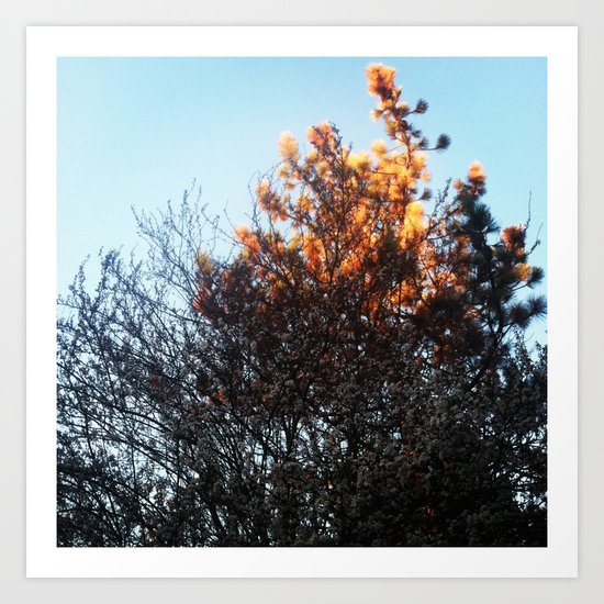 Photography Art Print