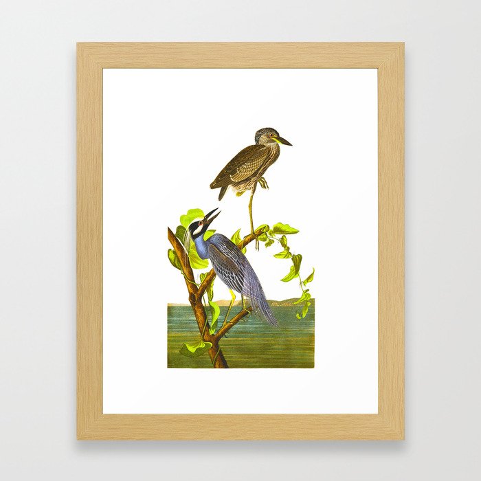 Yellow-Crowned Heron Framed Art Print
