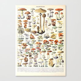 Adolphe Millot - Champignons B - French vintage poster Canvas Print
