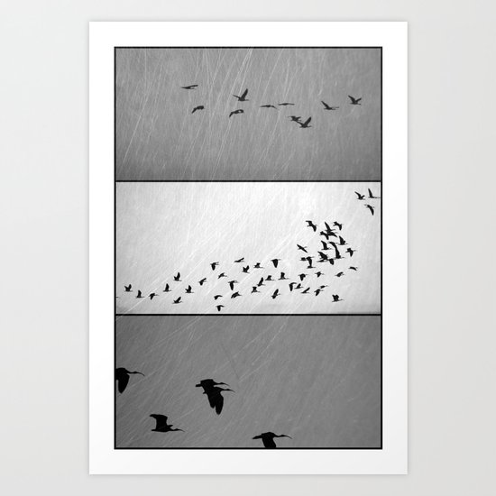 Ibis - Triptych Art Print
