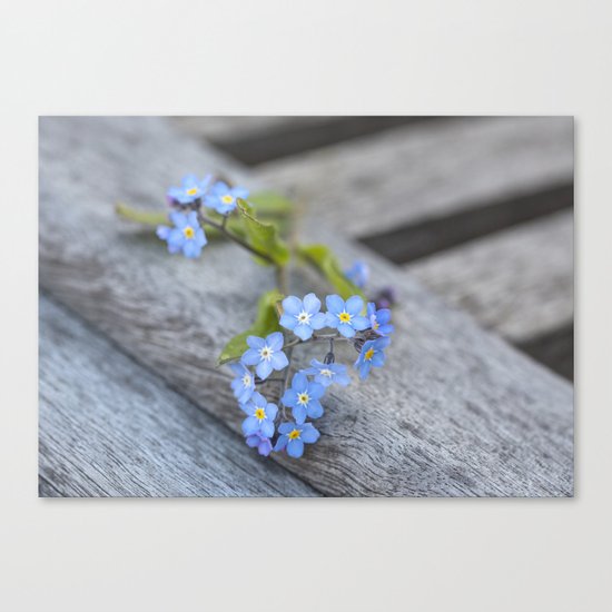 blue flower Fortget Me Not Canvas Print