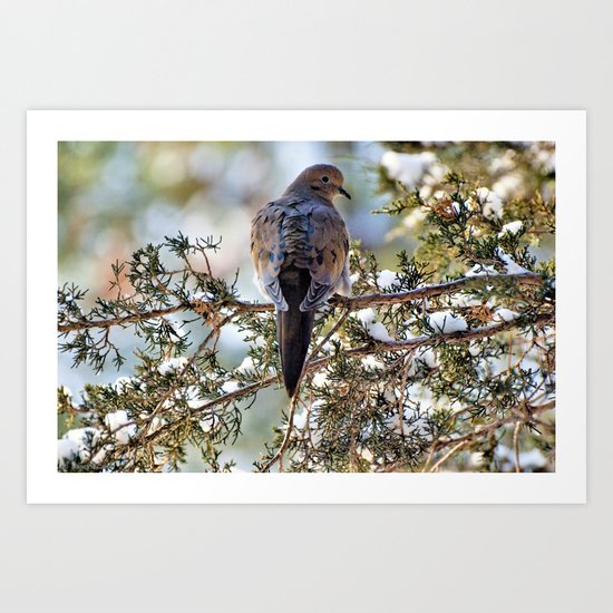 Christmas Dove Art Print
