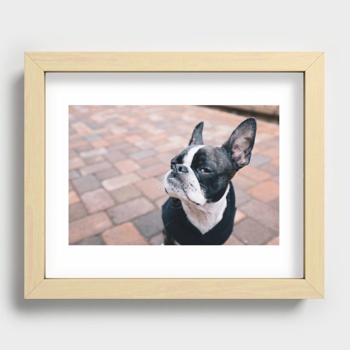 Bruce the Boston Terrier Pug Recessed Framed Print