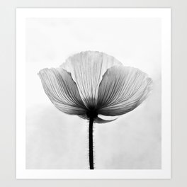 XRAY FLOWER [transparent black white poppy petals] Art Print