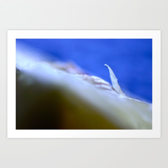 fin Art Print