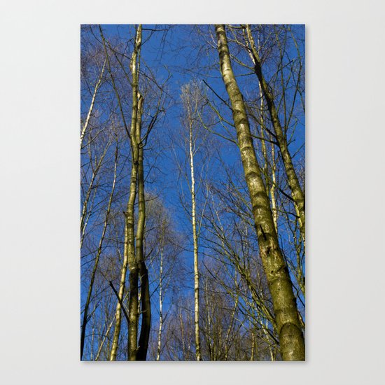The Still forest Canvas Print