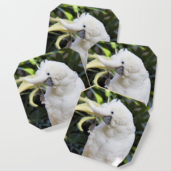 Sulfur-Crested Cockatoo Salutes the Photographer Coaster