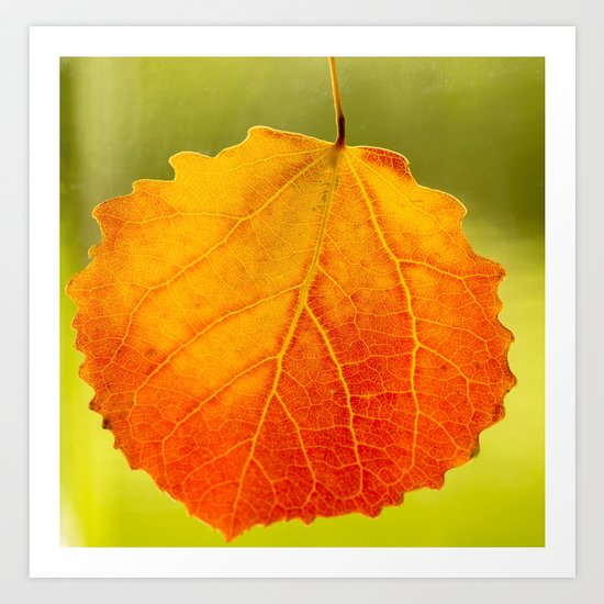 Colorful Autumn Leaf Art Print