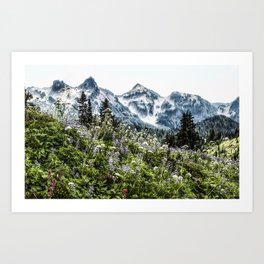 Wildflower Meadow Tatoosh Mountains Art Print