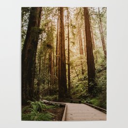 Muir Woods | California Redwoods Forest Nature Travel Photography Poster