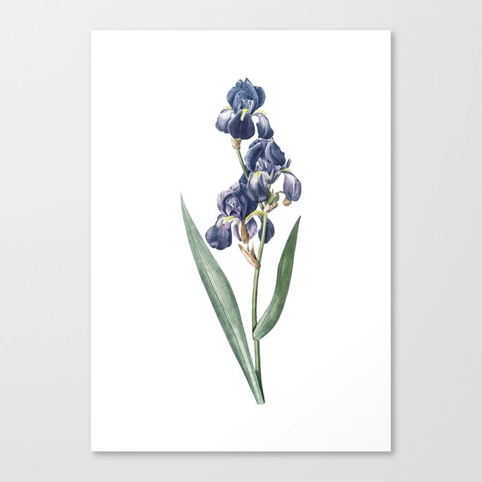 Vintage Dalmatian Iris Botanical Illustration on Pure White Canvas Print