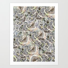 Forest Floor: Turkey Tail Fungi Art Print
