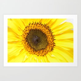 Sunflower closeup Art Print