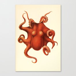 Art by Friedrich Wilhelm Winter from "Cephalopod Atlas" by Carl Chun, 1910 (benefitting Greenpeace) Canvas Print