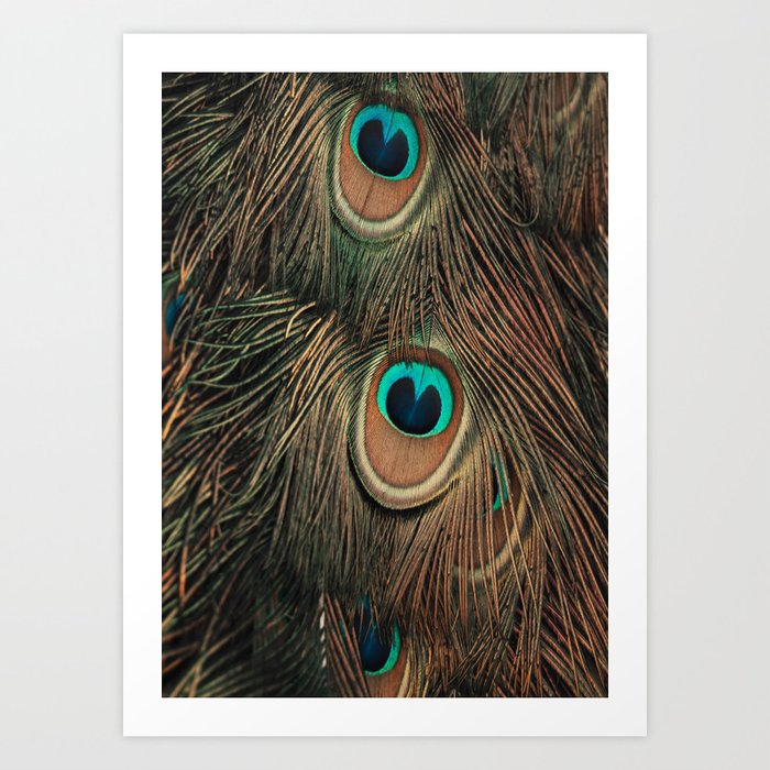 Peacock feathers abstract II Art Print