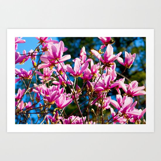 Pink Flowers In The Sun Art Print