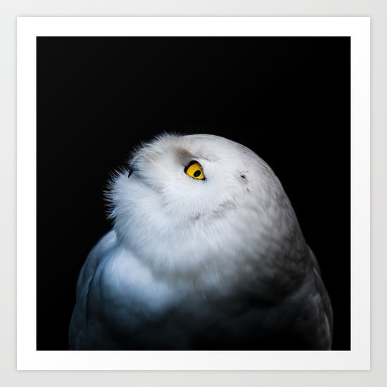 Winter White Snowy Owl Art Print