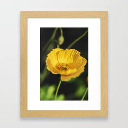 Yellow Poppy Flower Framed Art Print