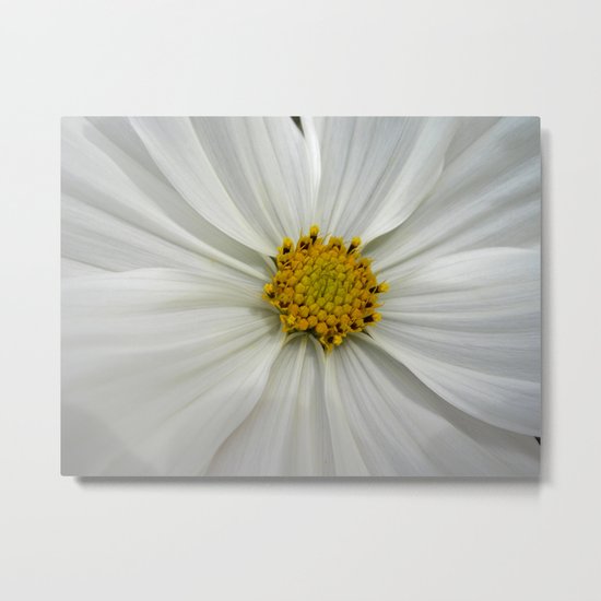 white cosmos III Metal Print