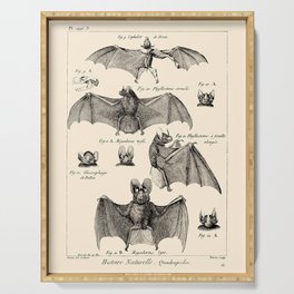 Vintage Bat Diagram Serving Tray