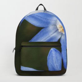 Snow glories Backpack | Closeup, Snowglory, Gloryofthesnow, Nature, Flowers, Photo, Snowglories, Macro, Flower, Digital 
