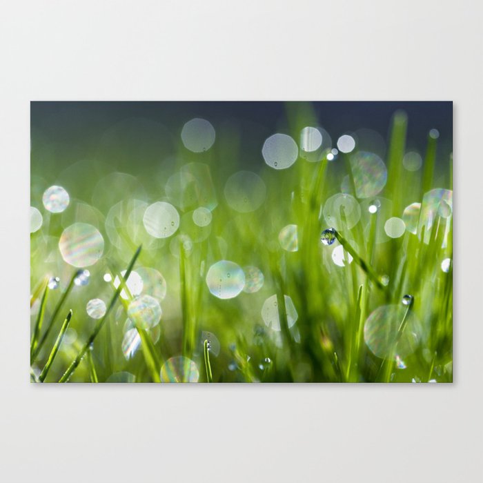 in the morning light Canvas Print