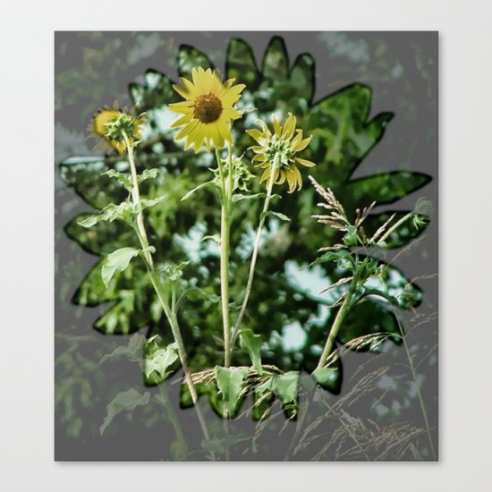 Wildflower Canvas Print