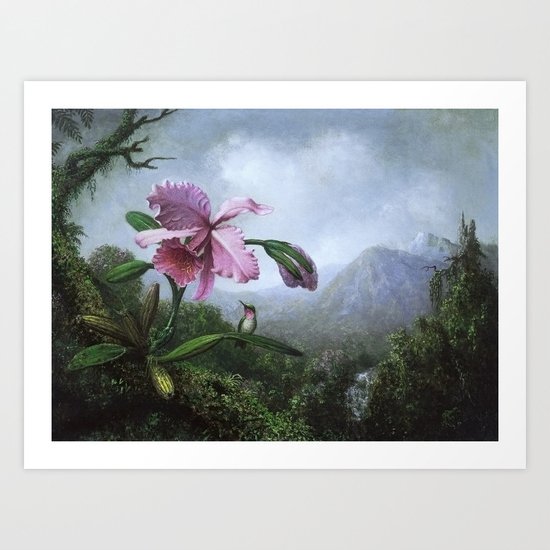1902 Hummingbird Orchid By Martin Johnson Heade Art Print By Wildstrawberries Society6