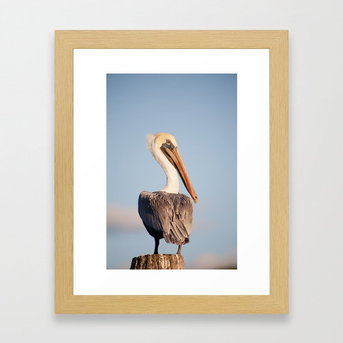 Brown Pelican Framed Art Print