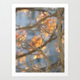 autumn light -pretty fall bokeh with bare branches Art Print