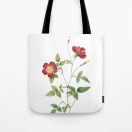Vintage Indica Stelligera Rose Botanical Illustration on Pure White Tote Bag