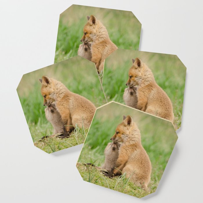 Sibling Kisses - Baby Red Fox Animal / Wildlife Photograph Coaster And Other Merch