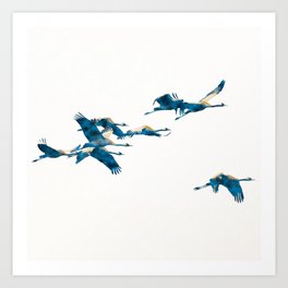 Beautiful Cranes in white background #decor #society6 #buyart Art Print