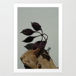 Sun-drenched Seed Pod Art Print | Nature, Photo 