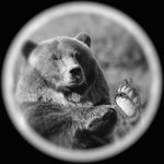 Alaskan Momma Bear