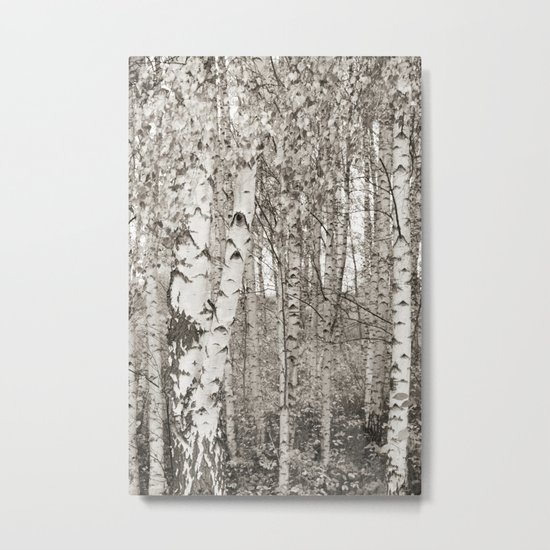 BIRCHWOOD Metal Print