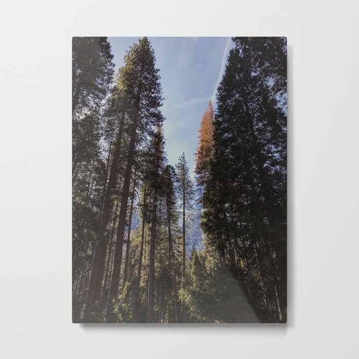 Yosemite Forest Metal Print