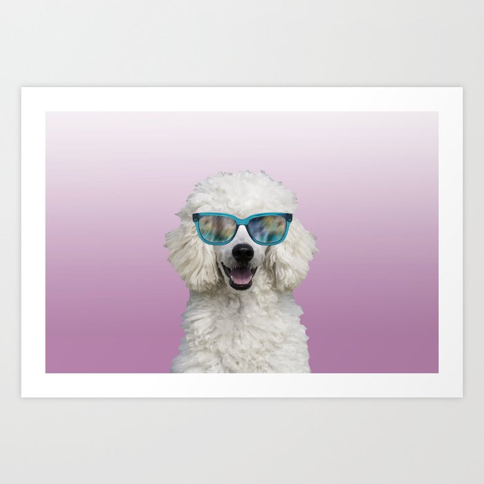 Poodle with sunglasses cheap