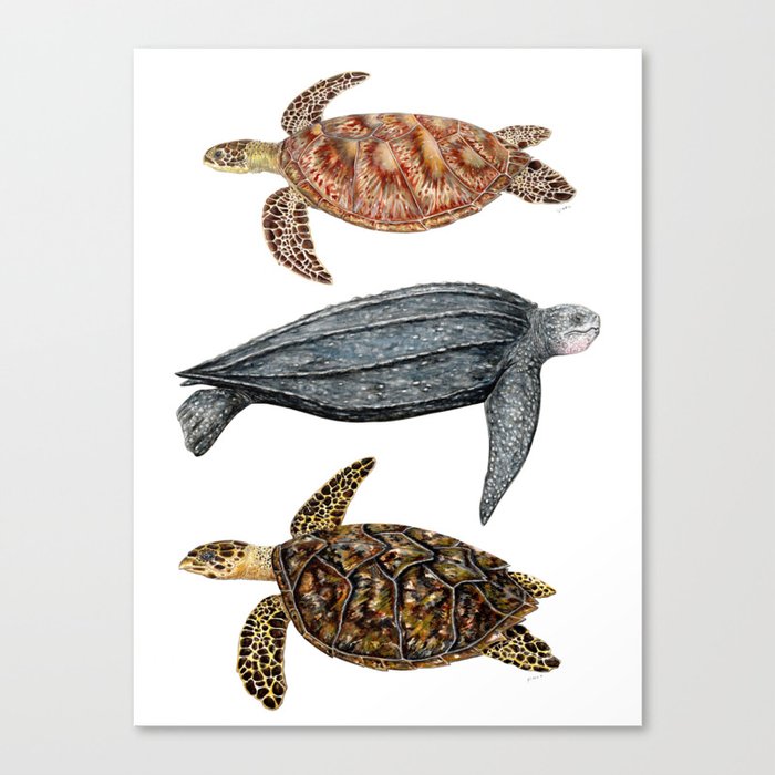 Green, leatherback and hawksbill sea turtles Canvas Print