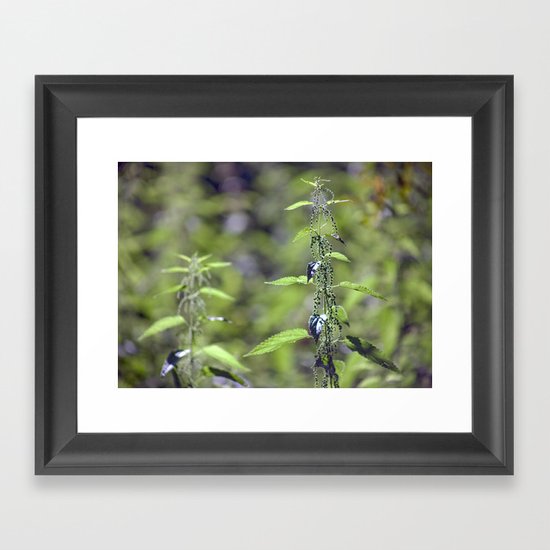 Stinging Nettle 5288 Framed Art Print