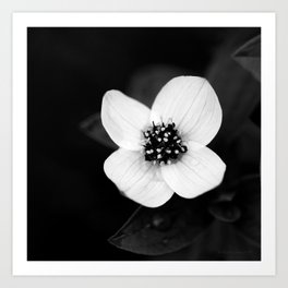 White Wild Flower Close-up Black Background - Black And White #decor #society6 #buyart Art Print