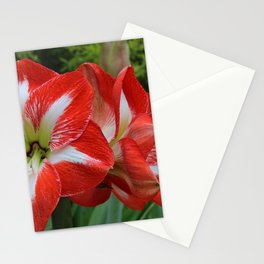 red and white Stationery Cards