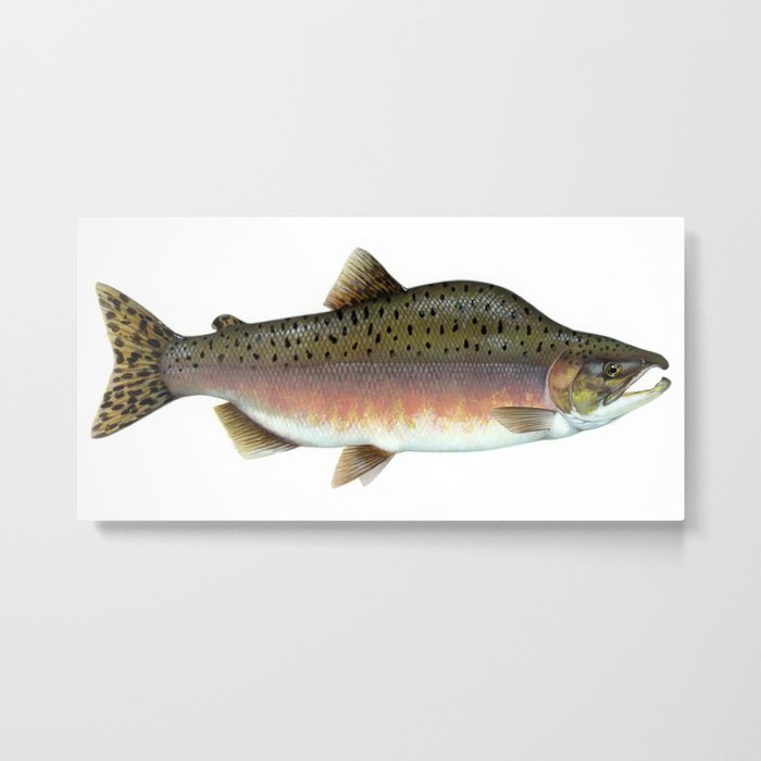 Salmon Artwork Metal Print