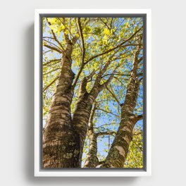 Looking Up Through the Tree Canopy on a Beautiful Sunny Day. Framed Canvas
